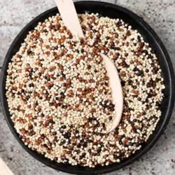 Quinoa Tricolor