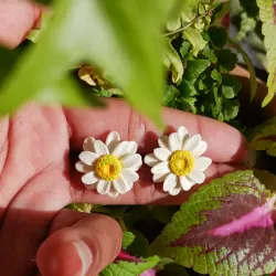 Margaritas pequeñas