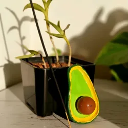 PortaIncienso de aguacate 🥑